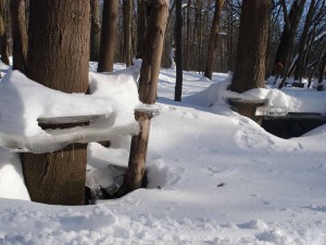 Ice sculptures hug the trees.  Photo by Laurie Borman