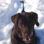 chocolate lab in snow